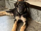 German Shepherd Puppies