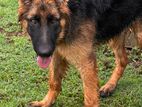 German shepherd