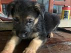 German Shepherd Puppy