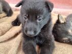 German Shepherd Puppies
