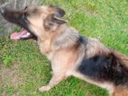 German Shepherd Dog