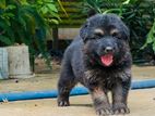 German Shepherd Puppies