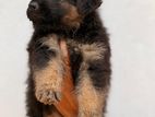 German Shepherd Puppies