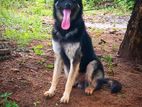 German Shepherd Puppy