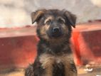 German Shepherd Puppies