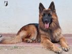 German Shepherd for Stud (KASL / FCI)