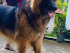 GERMAN SHEPHERD FOT CROSSING