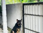 German Shepherd Dog for Kind Home
