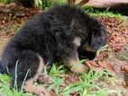 German Shepherd Girl Puppies