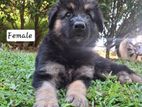 German Shepherd Girl Puppies