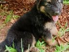German Shepherd Puppies