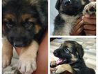 German Shepherd Girl Puppy