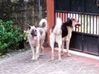 German Shepherd Girls Puppies