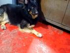 German Shepherd Dog