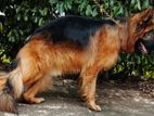 German Shepherd Dog for Crossing
