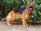 German Shepherd Dog for Crossing