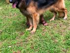 German Shepherd Male Dog for Crossing