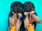 German Shepherde Puppy