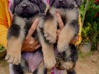 German Shepherd Puppies