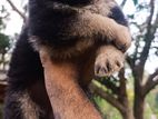 german shepherd ජර්මන් lion