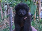 German Shepherd Puppy