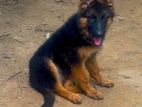 German Shepherd Long Coat Puppy