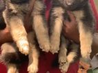 German Shepherd Dog