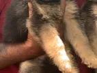 German Shepherd Puppy