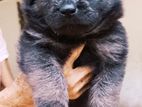 German Shepherd Lion Puppy