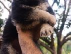 German Shepherd Puppy