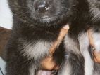 German Shepherd Puppy