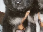 German Shepherd Puppy