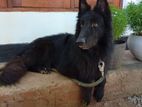 German Shepherd Male for Kind Home
