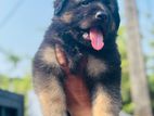 German Lion Shepherd