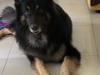 German Shepherd for Kind Home