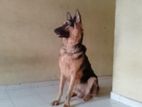 German Shepherd Loan Coat Male