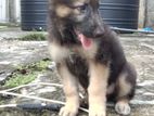 German Shepherd Long Coat Puppy