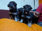 German Shepherd (lion Coat) Puppies