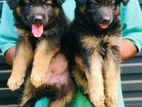 German Shepherd Long Coat Puppies
