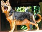 German Shepherd Long Coat Puppy