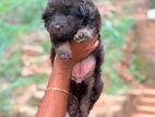German Shepherd Long Coat Puppies