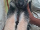 German Shepherd Puppy