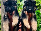 German shepherd long coart puppies