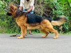 German shepherd long coat dog for crossing