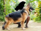 German Shepherd Long Coat Dog for Crossing