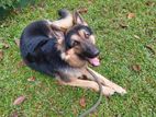 German Shepherd Long Coat Dog