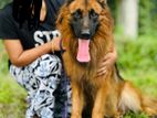 German Shepherd Long Coat Dog for Crossing