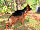 German Shepherd – Long Coat | Double Side Imported Male