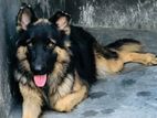 German Shepherd Long Coat Female Dog