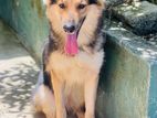 German Shepherd Long Coat Female Dog